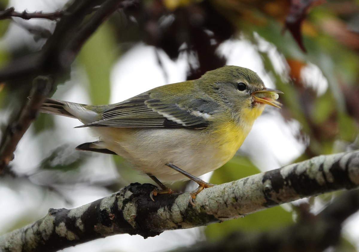 Northern Parula - ML624164975