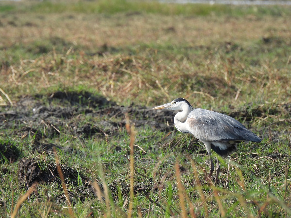 Gray Heron - Christopher B 🦆