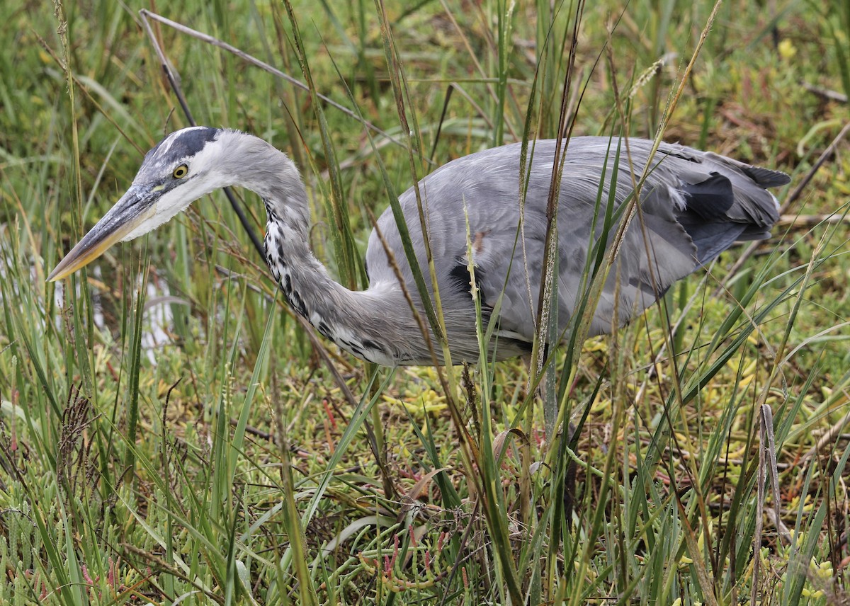 Great Blue Heron - ML624164985