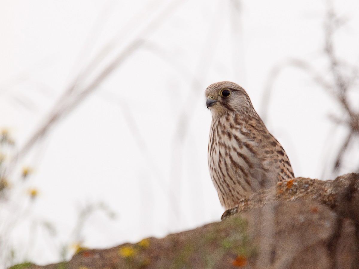 Lesser/Eurasian Kestrel - David Pardos