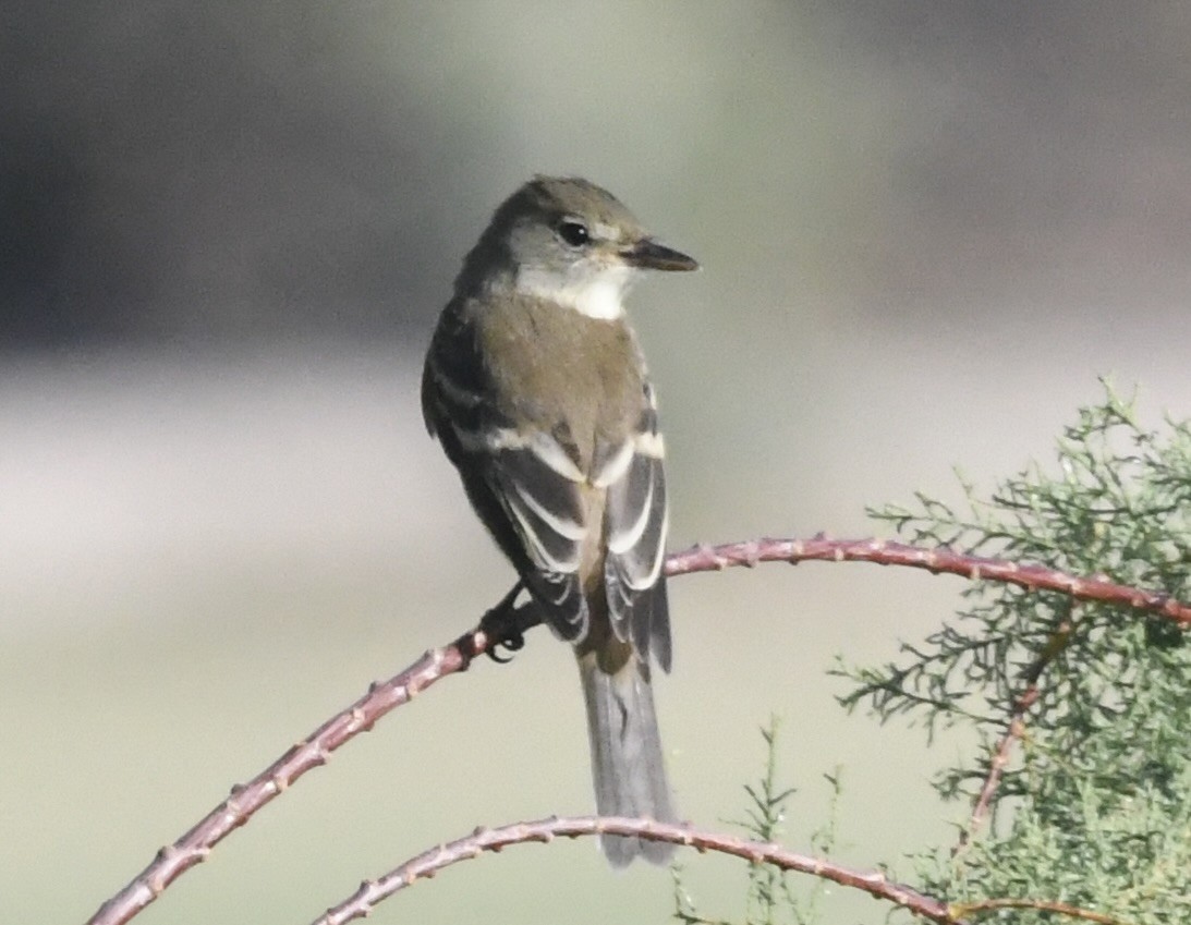 Gray Flycatcher - ML624165024