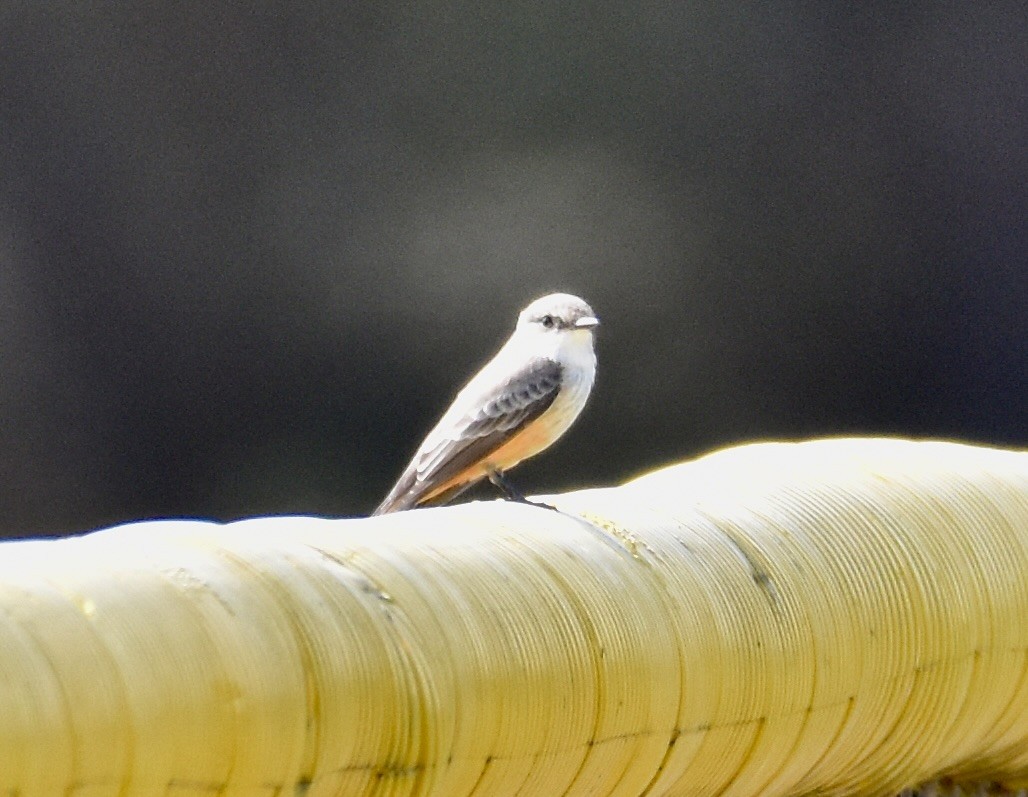 Vermilion Flycatcher - ML624165058