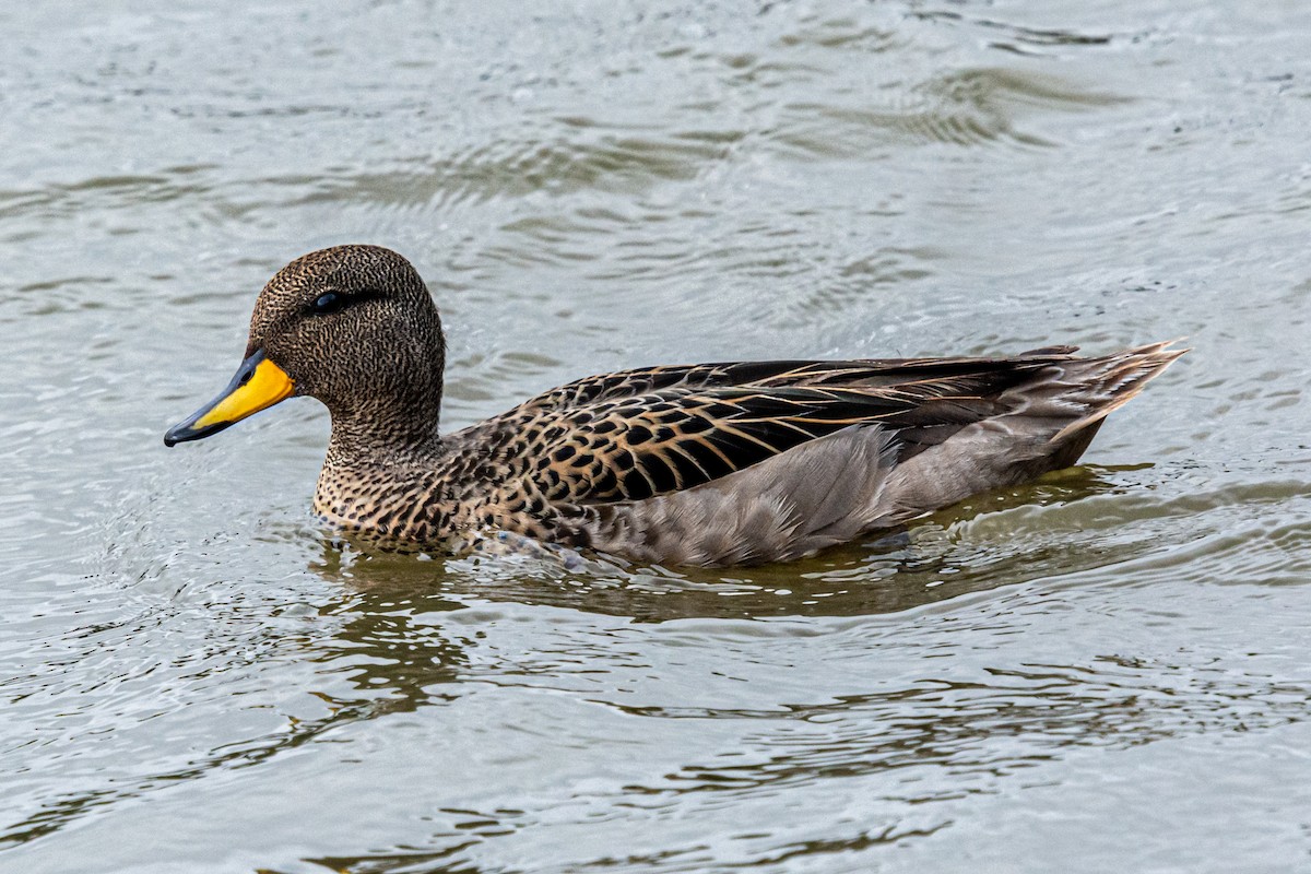 Yellow-billed Teal - Kurt Gaskill