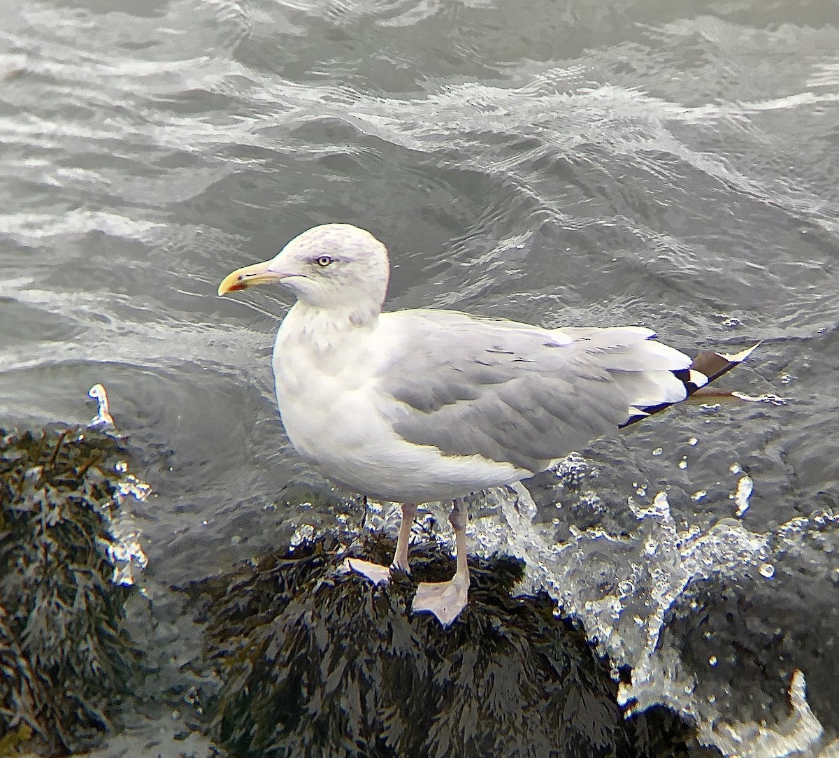 Gaviota Argéntea (americana) - ML624165139