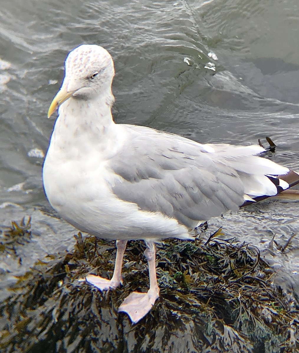 Gaviota Argéntea (americana) - ML624165140