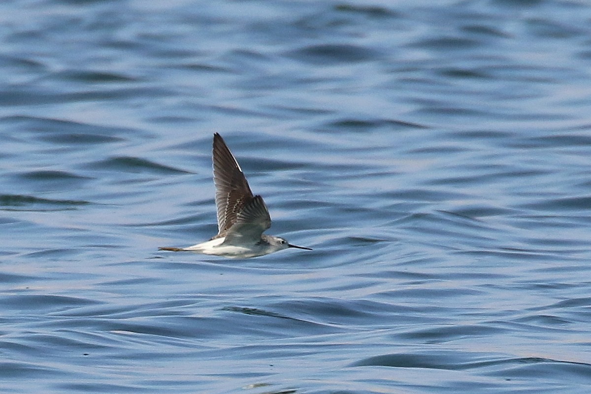 Marsh Sandpiper - ML624165148