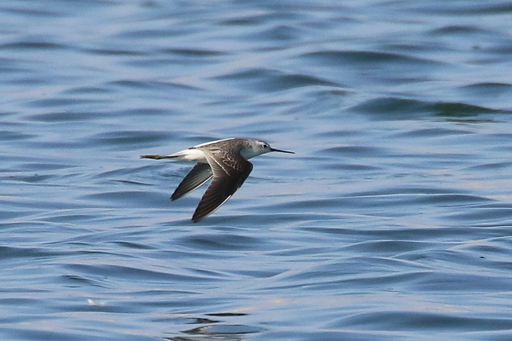 Marsh Sandpiper - ML624165152