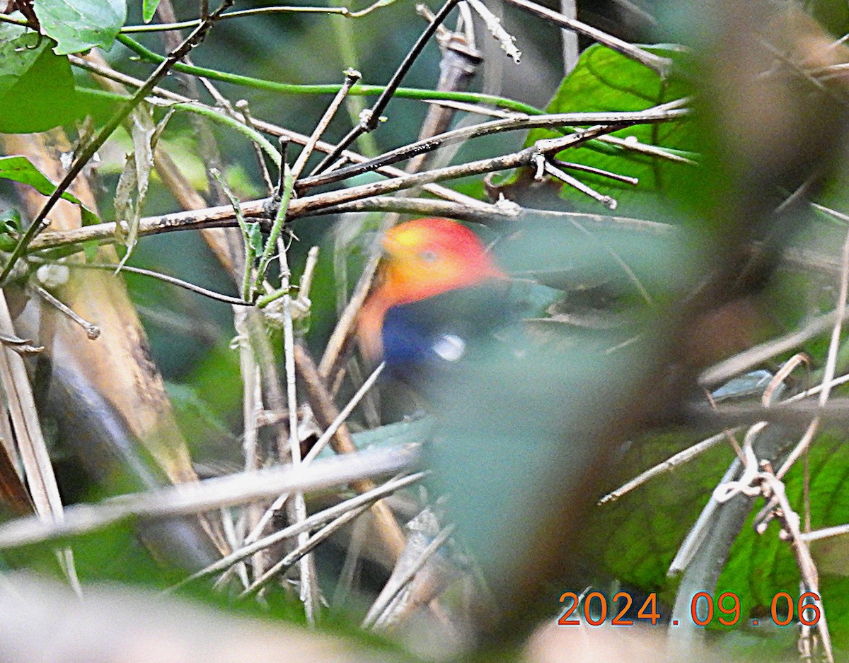 Band-tailed Manakin - Kathy Hart