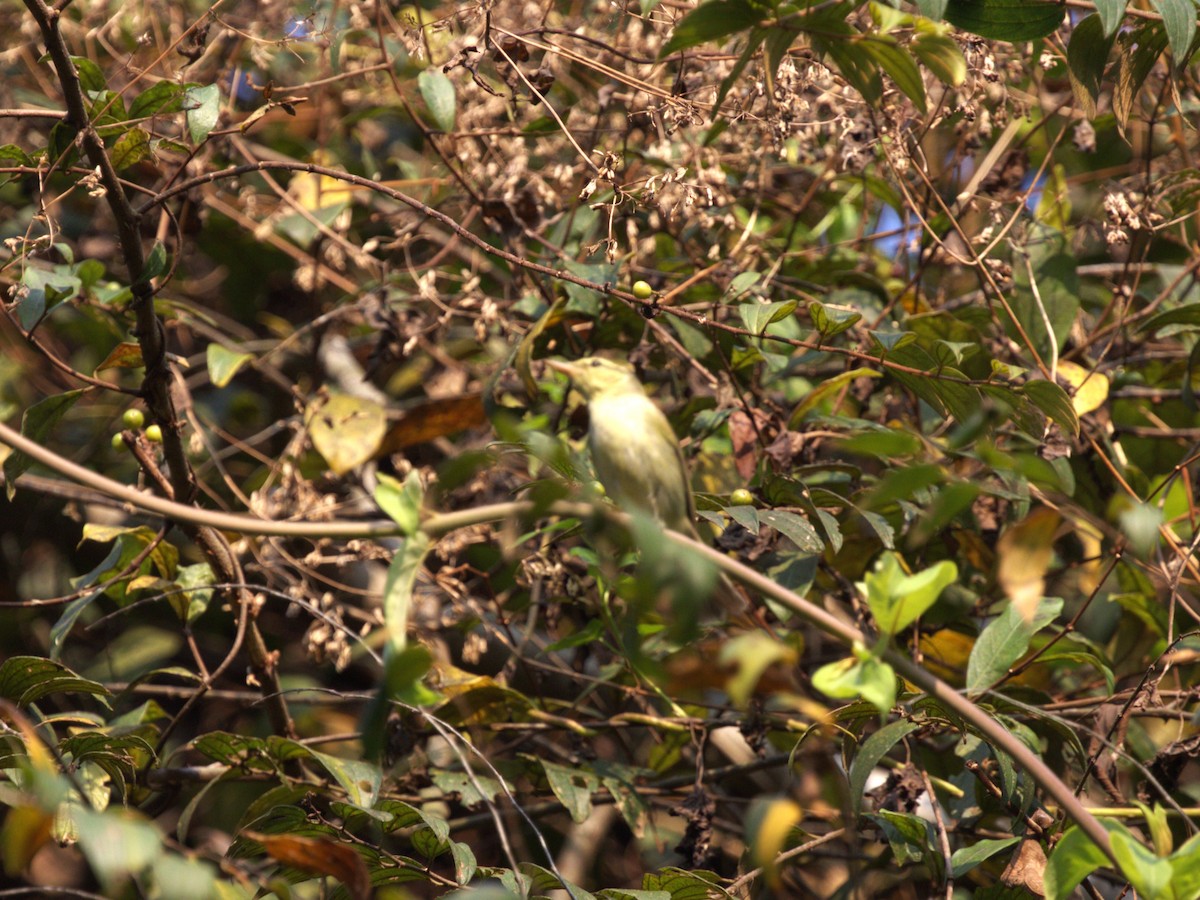 Green Warbler - ML624165184