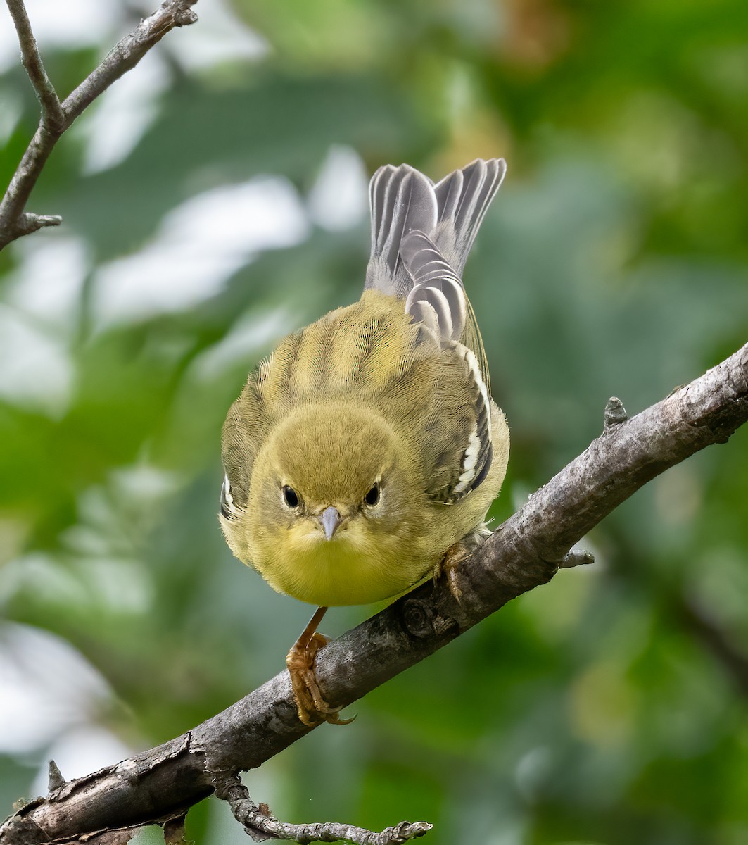 Blackpoll Warbler - ML624165214