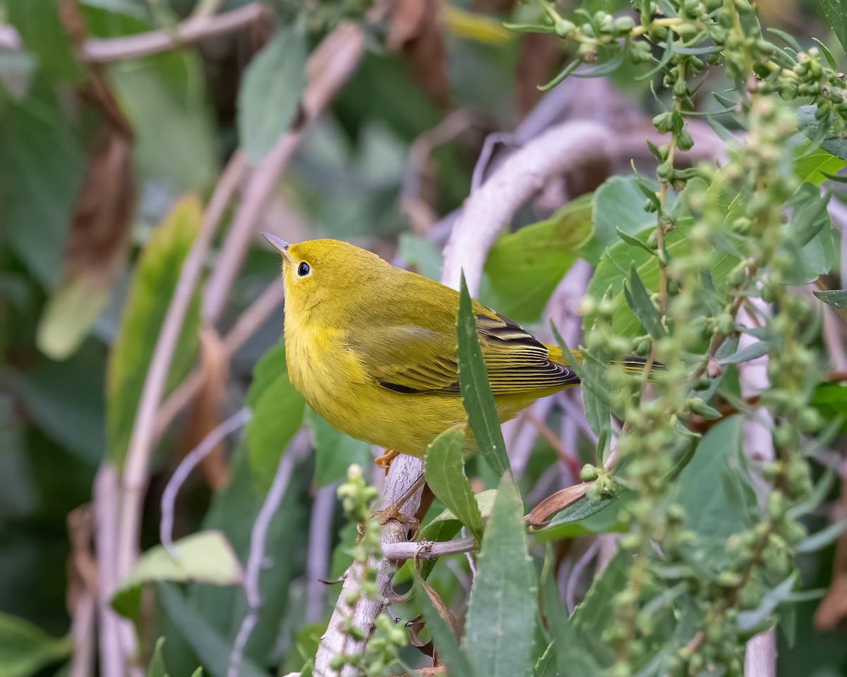 Yellow Warbler - ML624165227