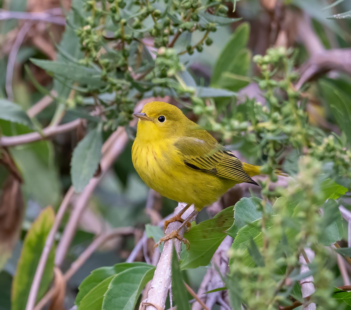 Yellow Warbler - ML624165235