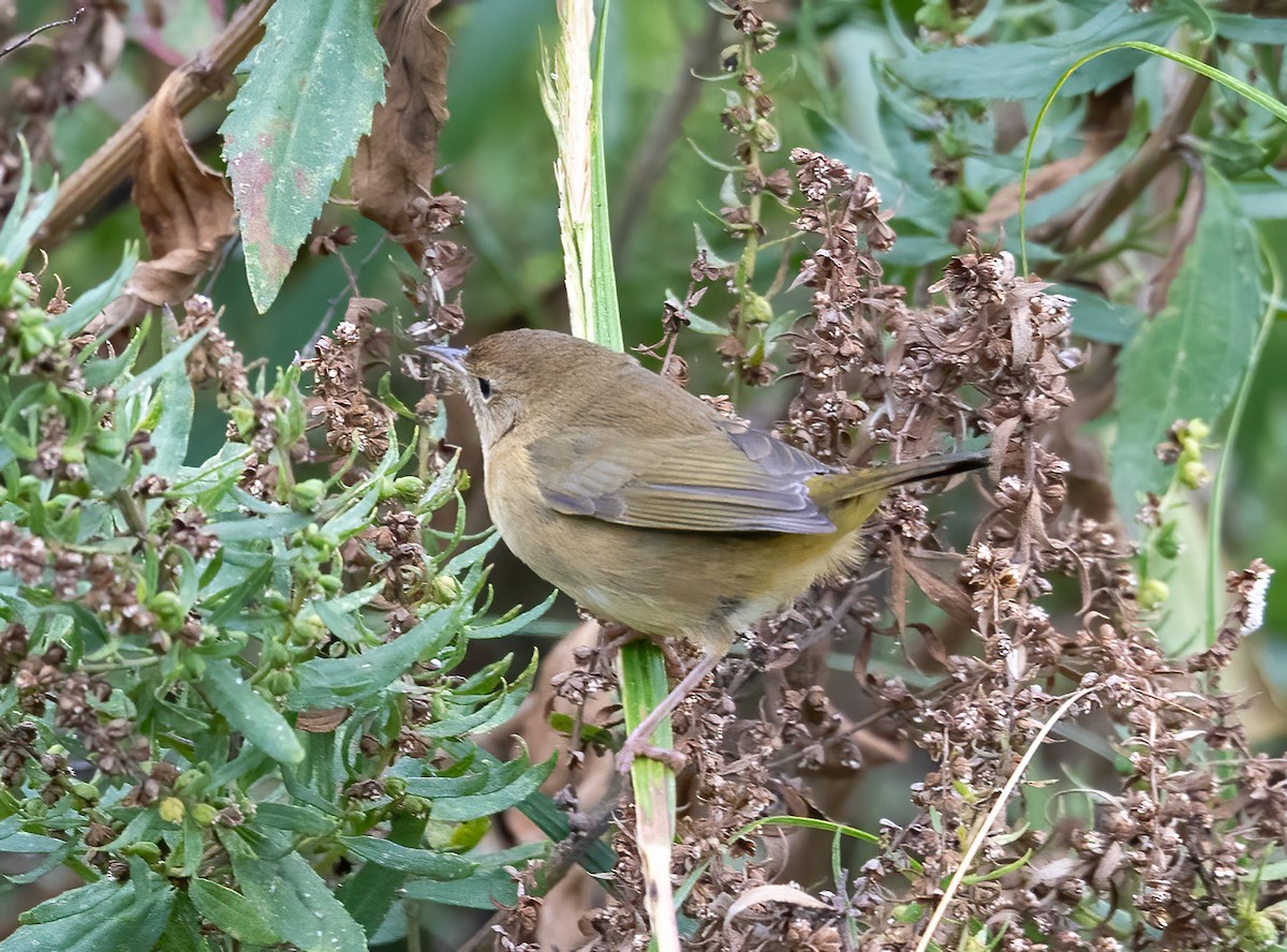 Common Yellowthroat - ML624165242