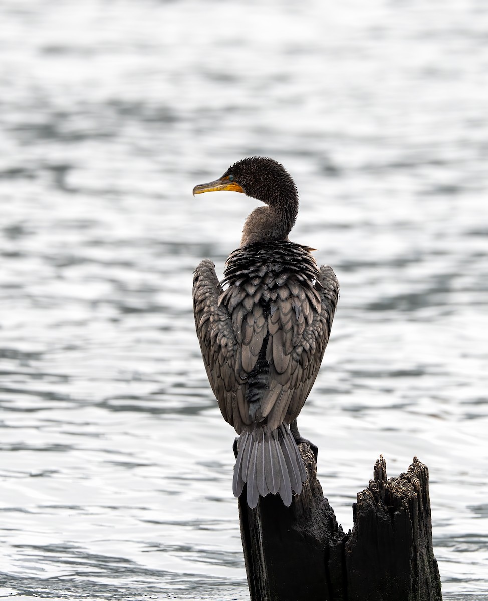 Double-crested Cormorant - Scott Murphy