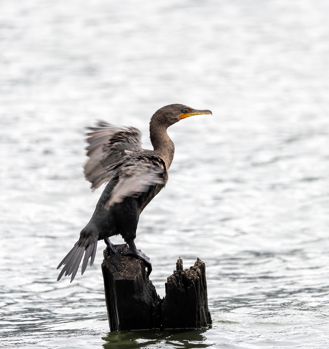 Double-crested Cormorant - ML624165254