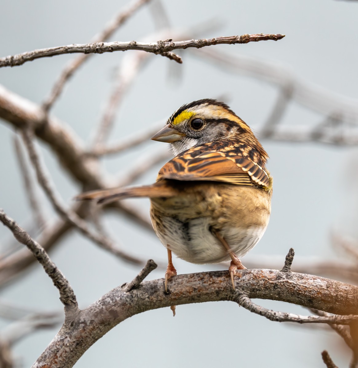 White-throated Sparrow - ML624165257