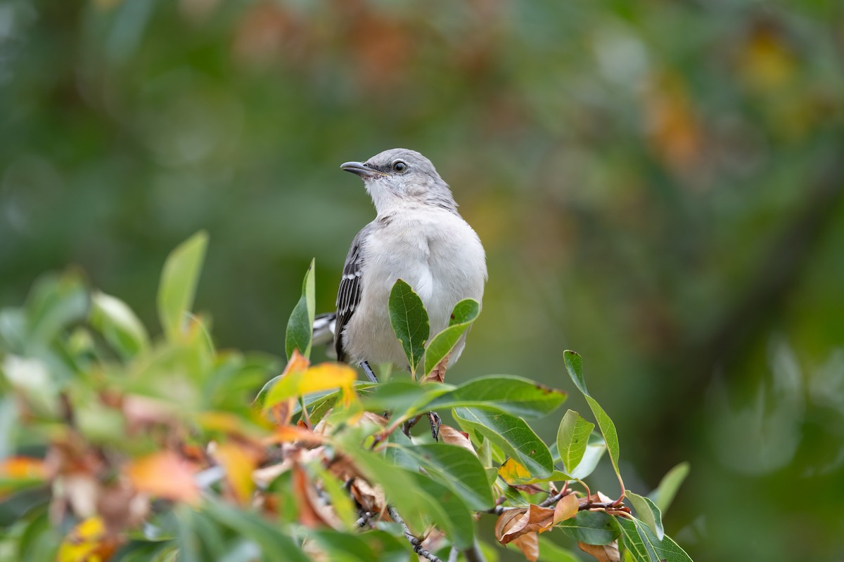 Northern Mockingbird - ML624165269