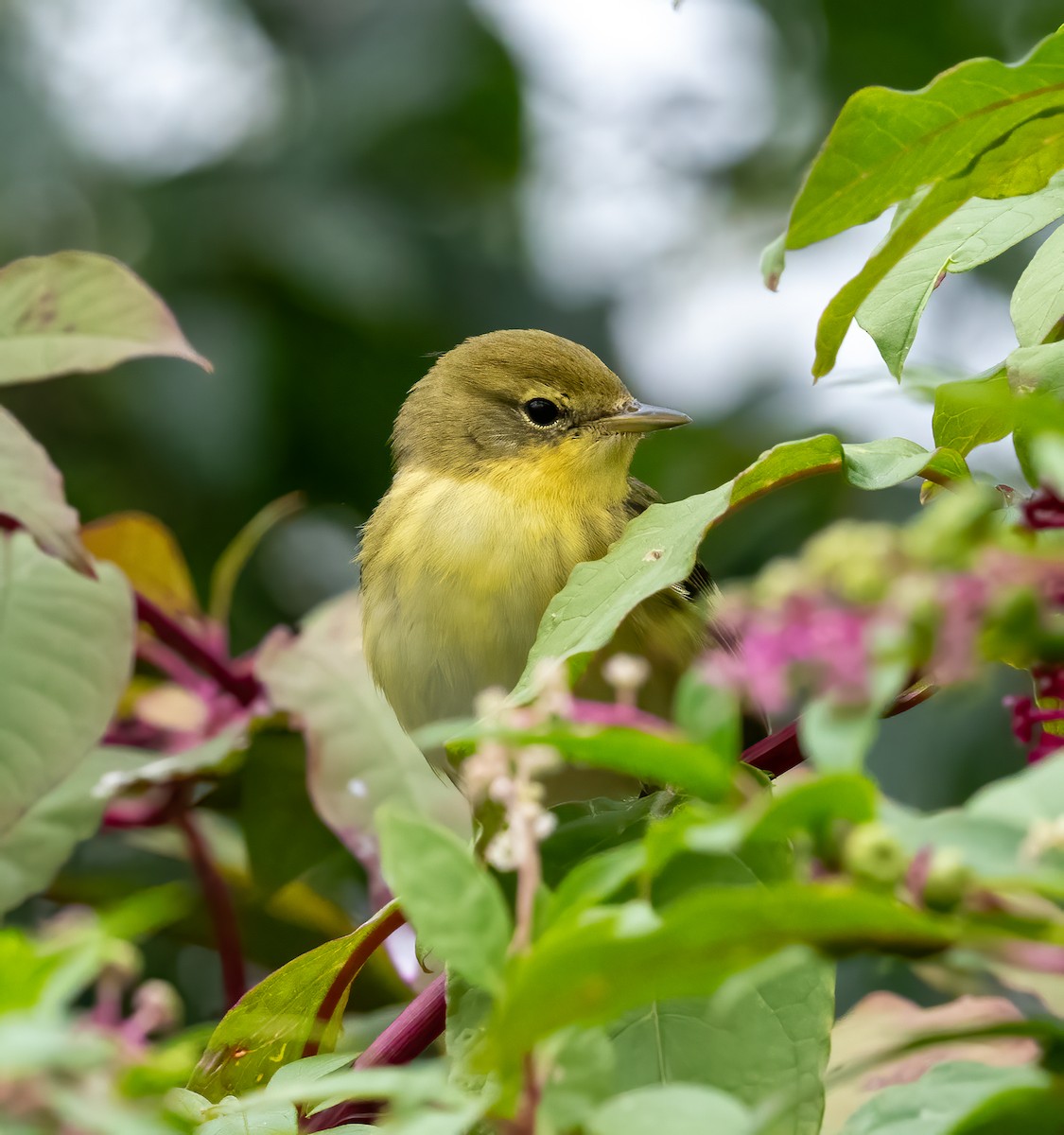 Blackpoll Warbler - ML624165271