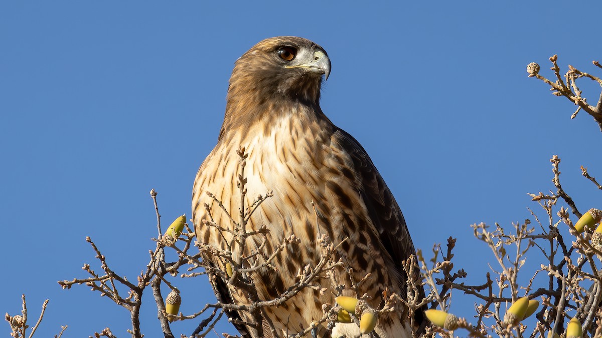 Red-tailed Hawk - Jim Gain