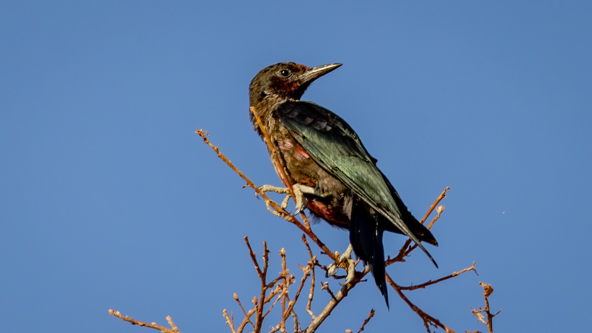 Lewis's Woodpecker - Jim Gain