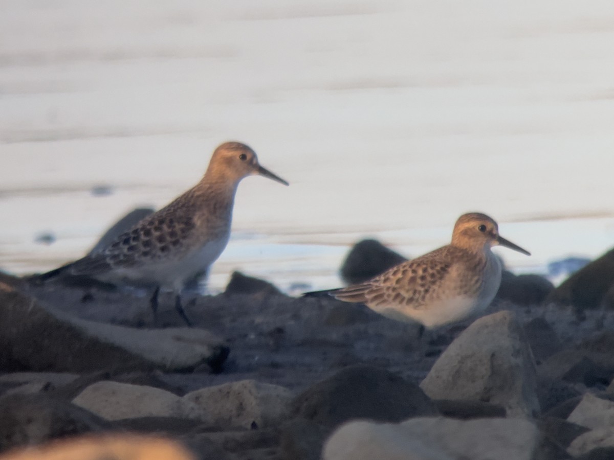 Baird's Sandpiper - ML624165301