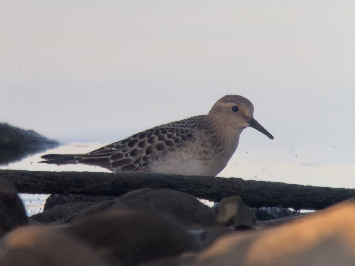 Baird's Sandpiper - ML624165304