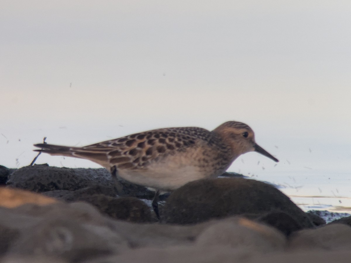 Baird's Sandpiper - ML624165305