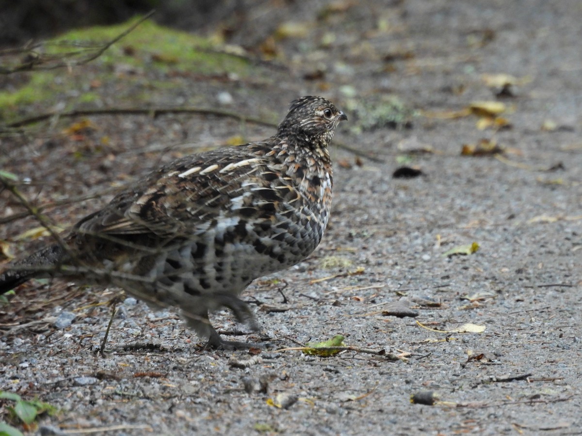 Ruffed Grouse - ML624165308