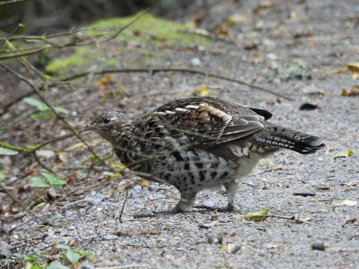 Ruffed Grouse - ML624165309