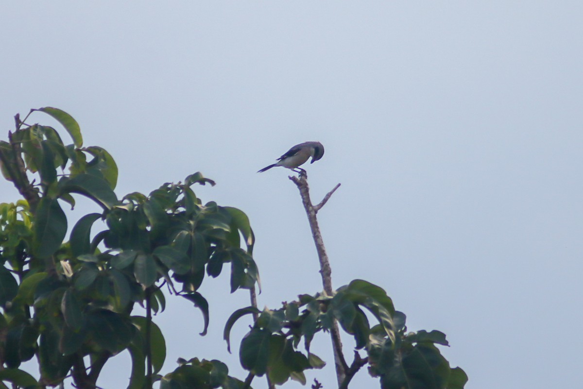 Loggerhead Shrike - ML624165327