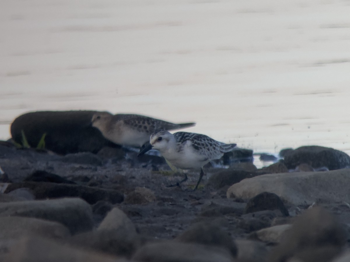 Sanderling - ML624165328