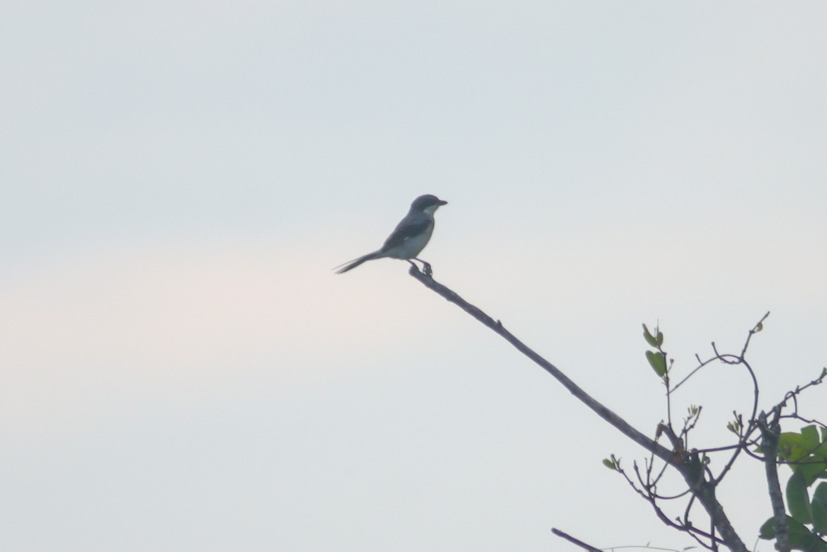 Loggerhead Shrike - ML624165331