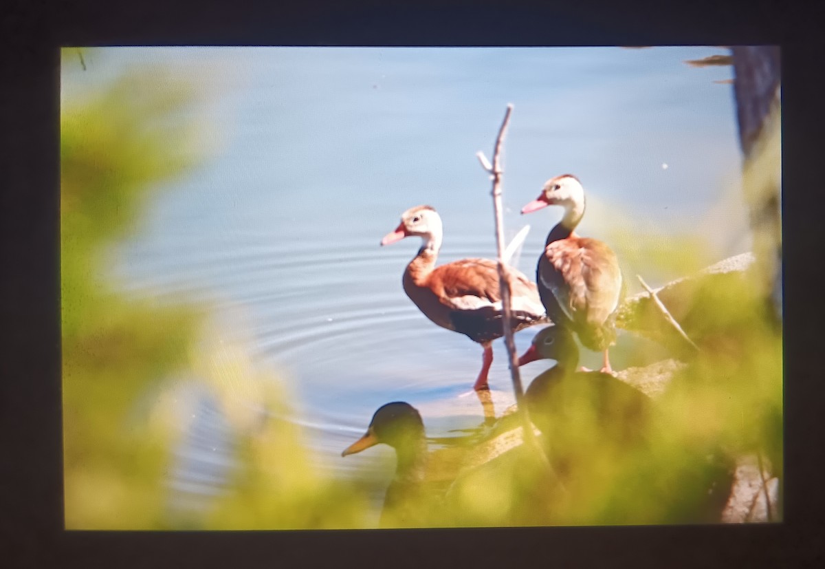 Black-bellied Whistling-Duck - ML624165333