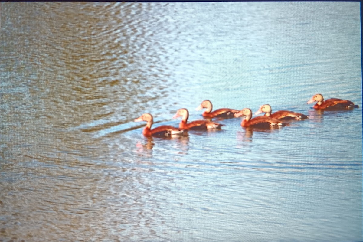 Black-bellied Whistling-Duck - ML624165337