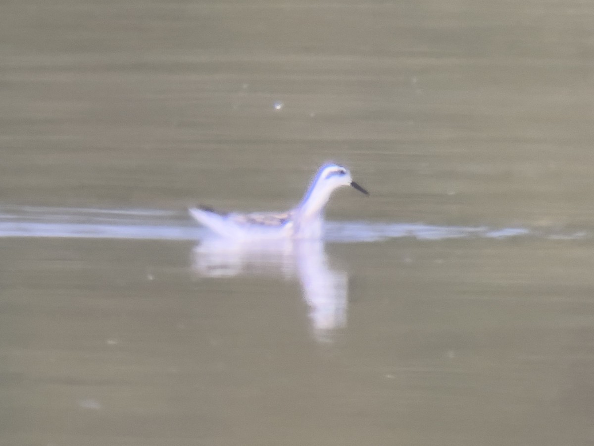 Red-necked Phalarope - ML624165340