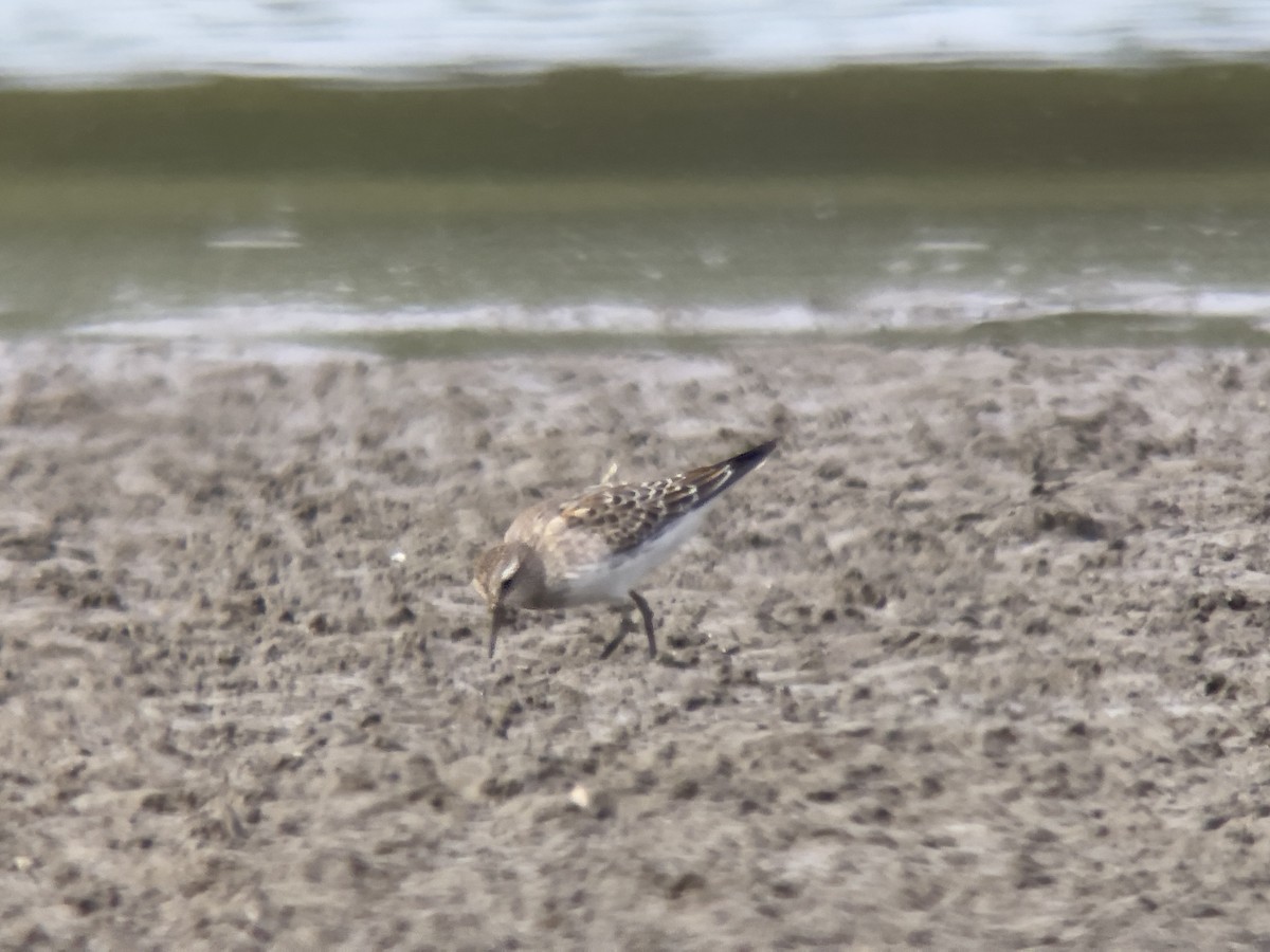 White-rumped Sandpiper - ML624165344