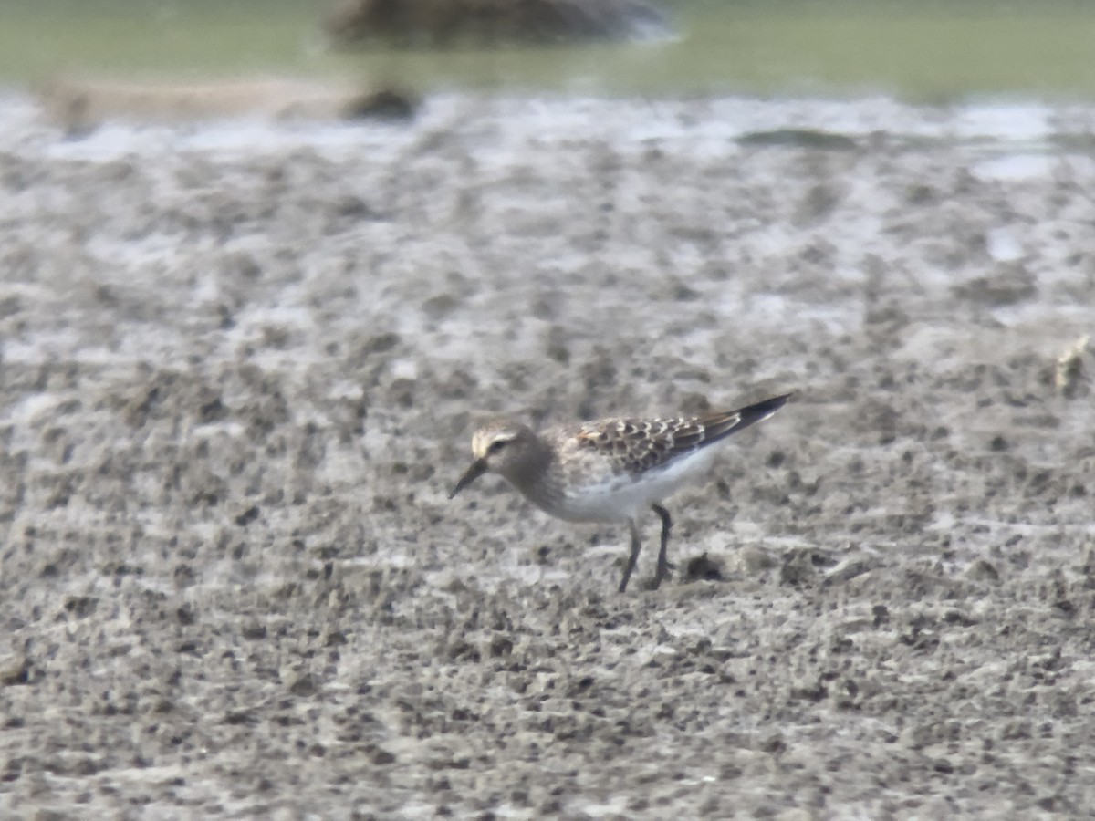 White-rumped Sandpiper - ML624165345