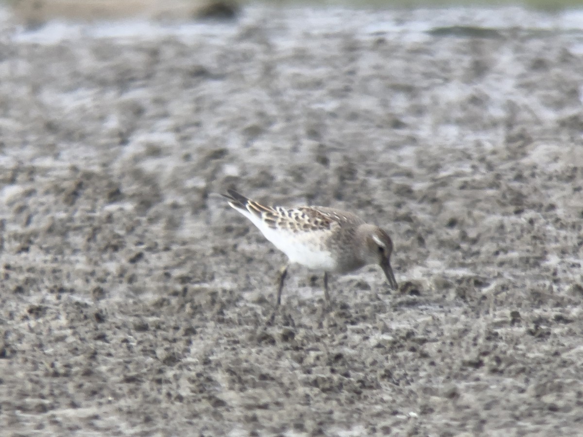 White-rumped Sandpiper - ML624165346