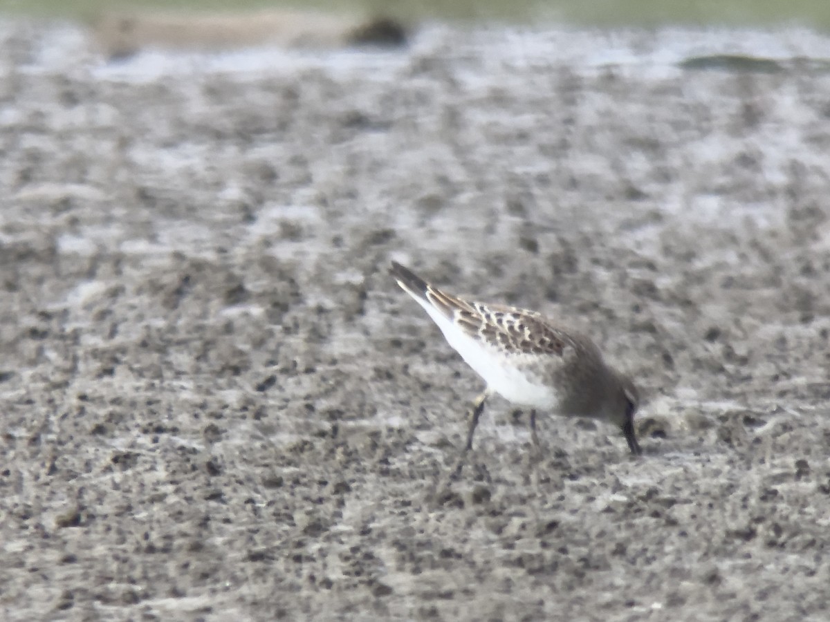 White-rumped Sandpiper - ML624165348