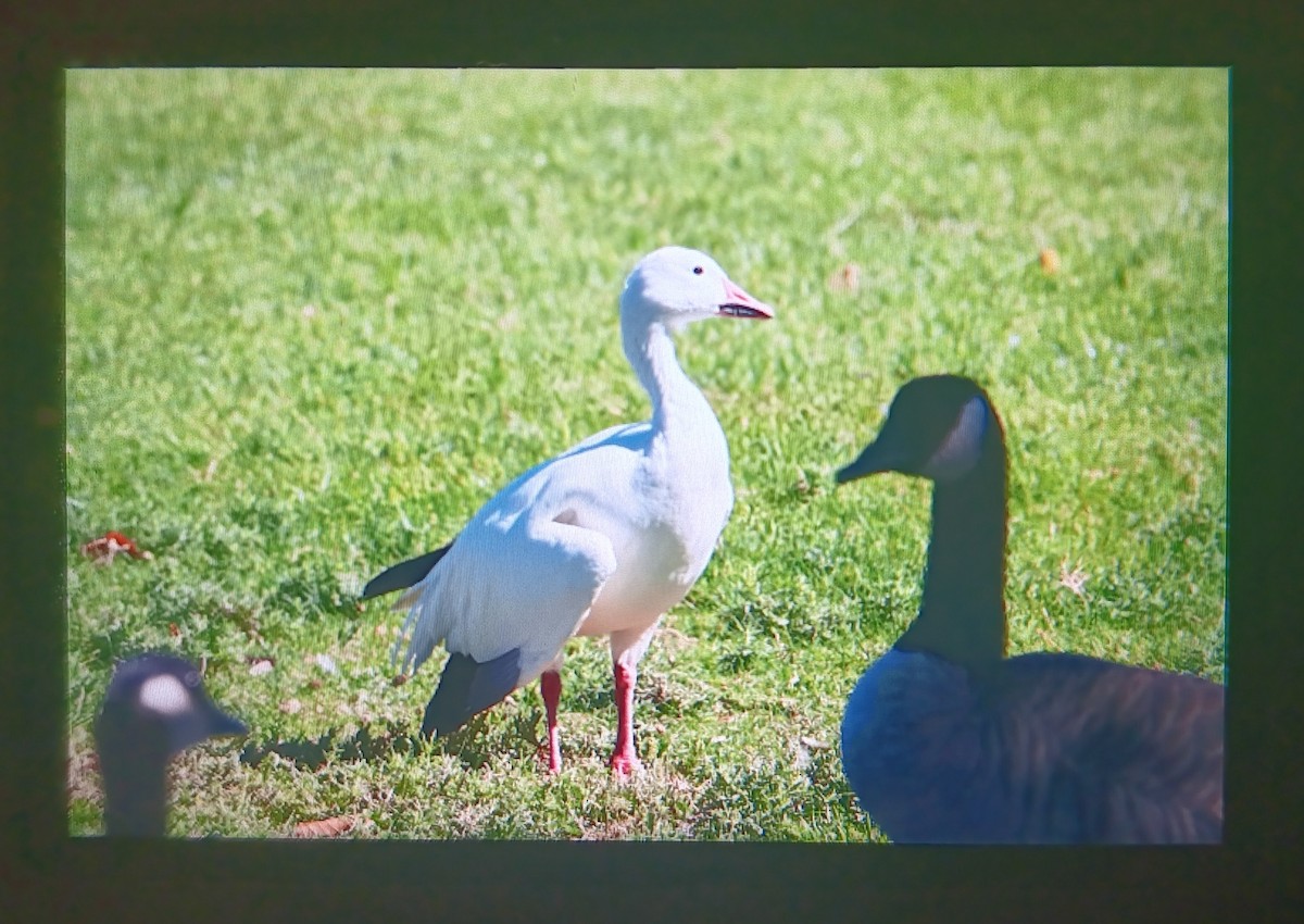 Snow Goose - ML624165412