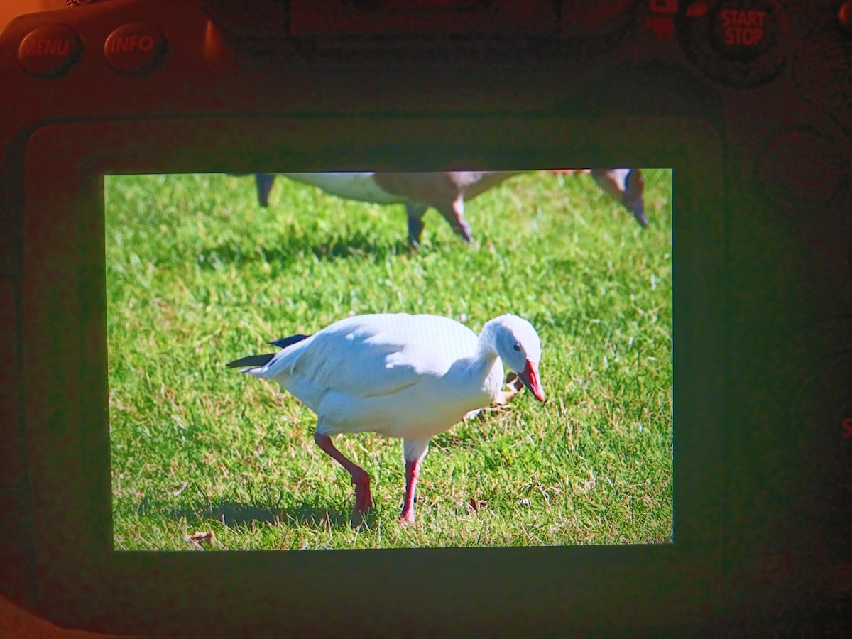 Snow Goose - ML624165414