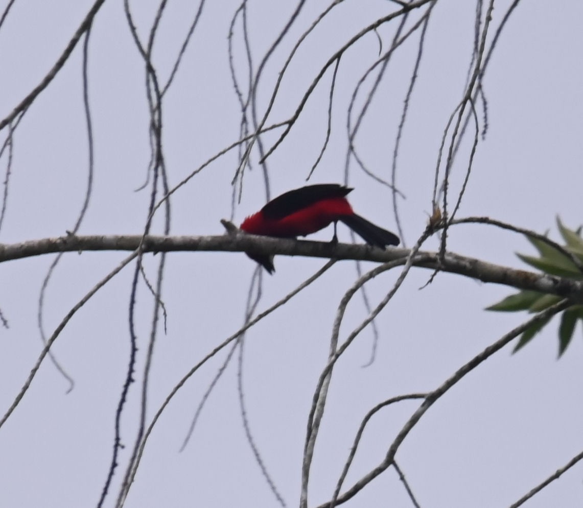 Brazilian Tanager - ML624165420