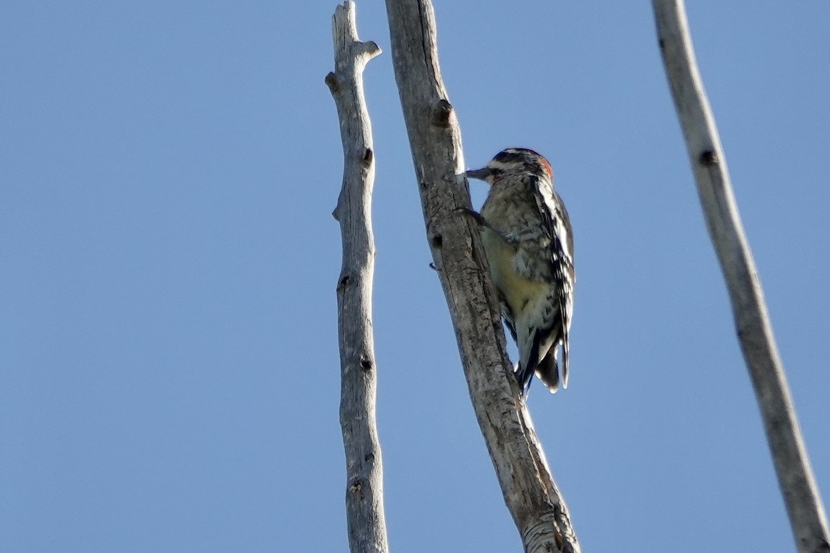 Red-naped Sapsucker - ML624165422