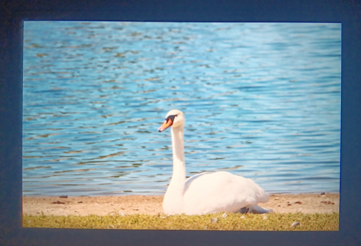 Mute Swan - ML624165423