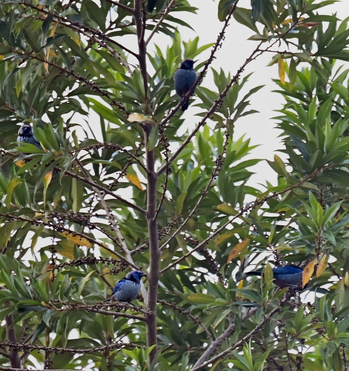 Opal-rumped Tanager (Silver-breasted) - ML624165428