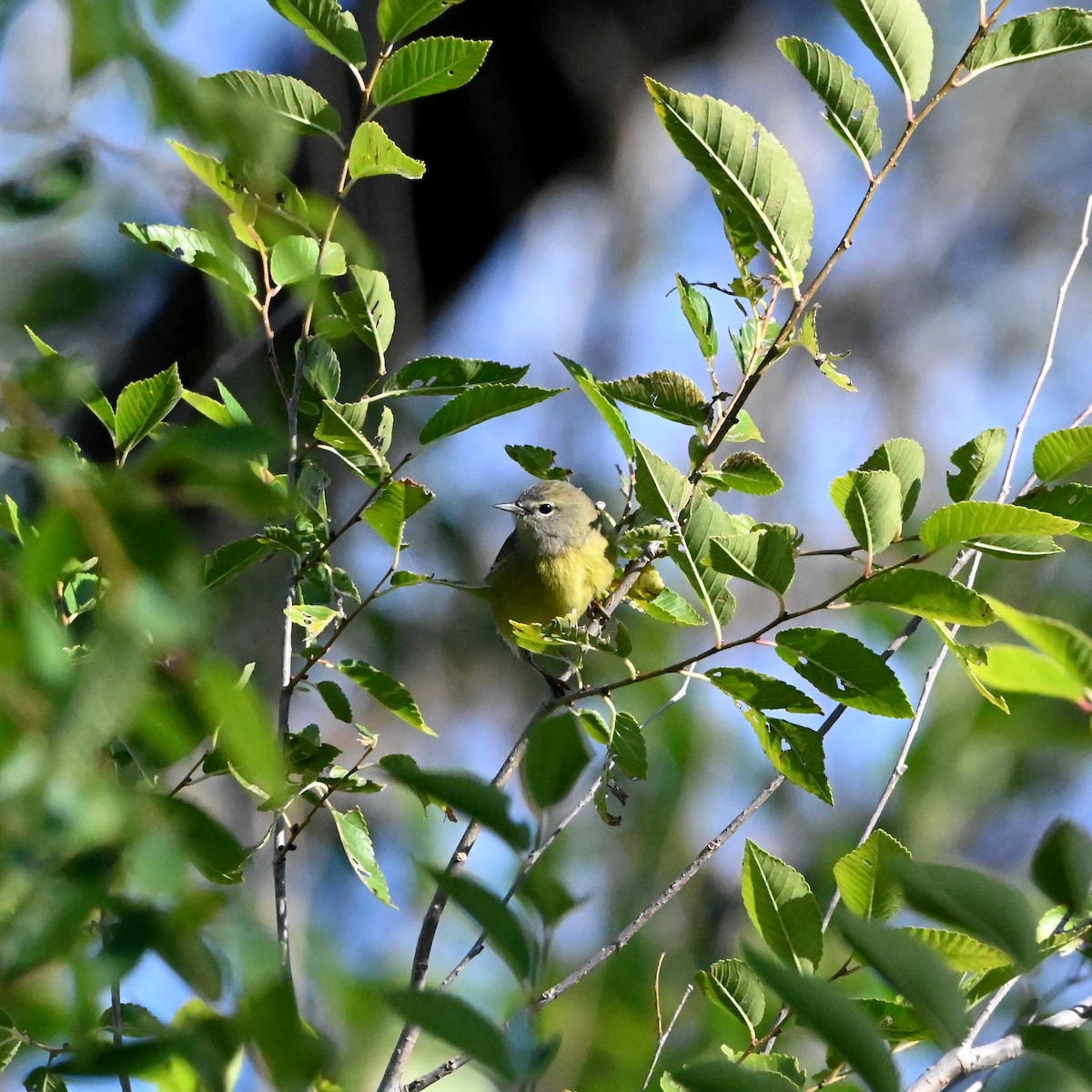 Orange-crowned Warbler - ML624165436