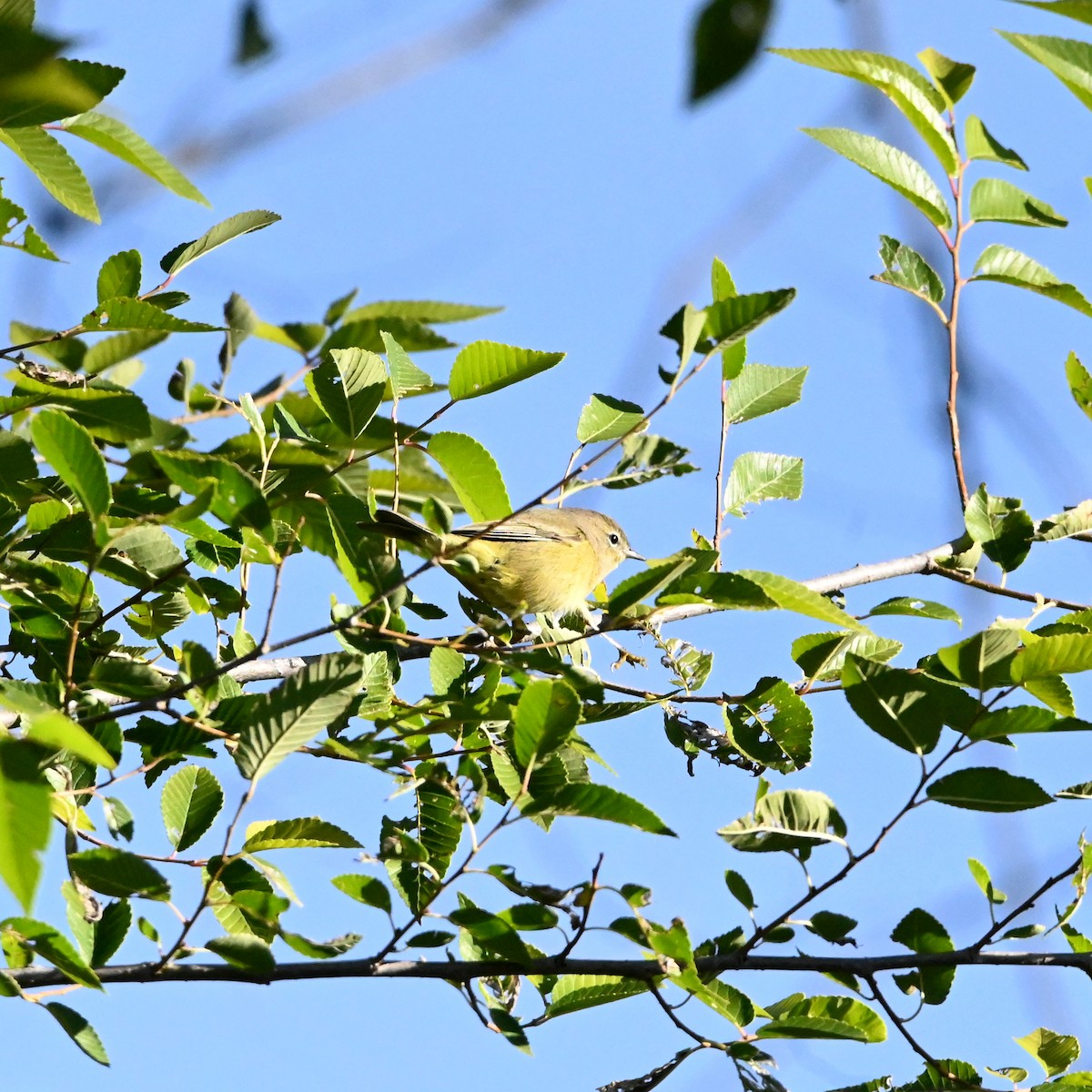 Orange-crowned Warbler - ML624165437