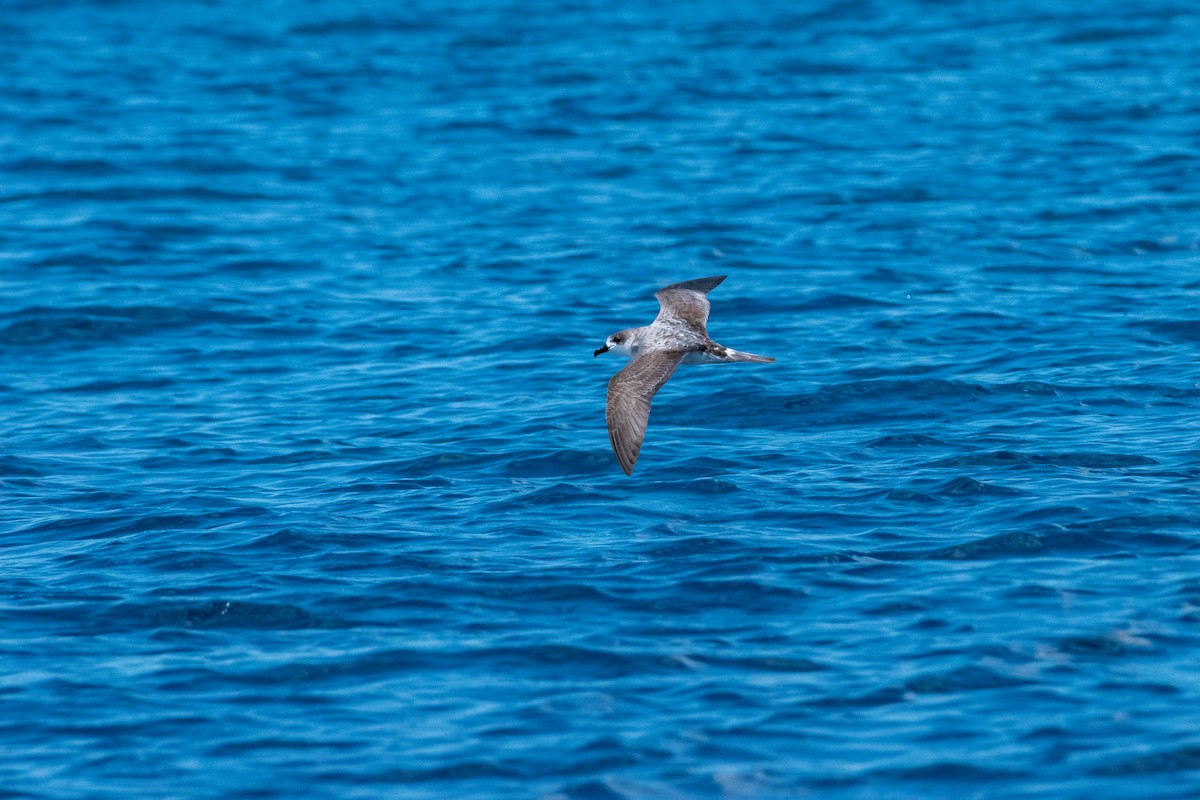 Petrel de las Juan Fernández - ML624165470