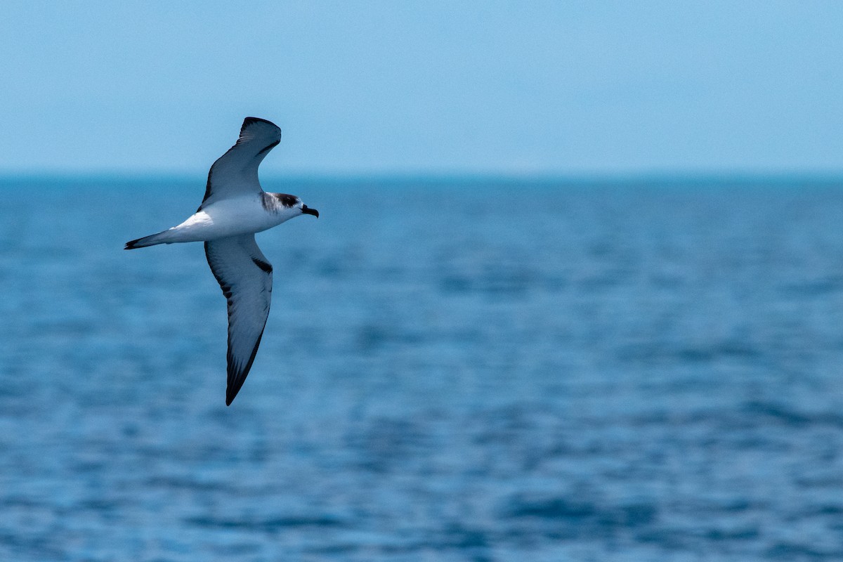 Petrel de las Juan Fernández - ML624165473