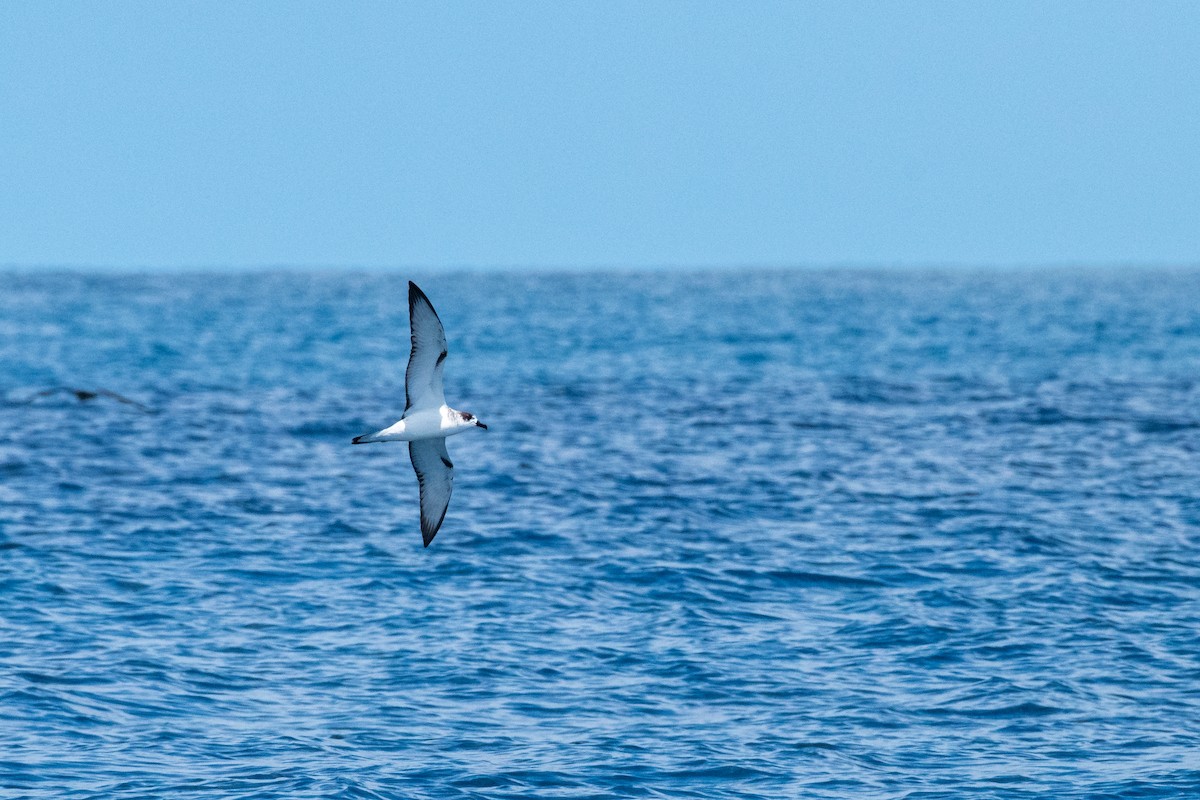 Petrel de las Juan Fernández - ML624165475